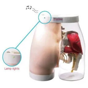 Acupuncture Model of Sciatic Nerve with Transparent Right Side