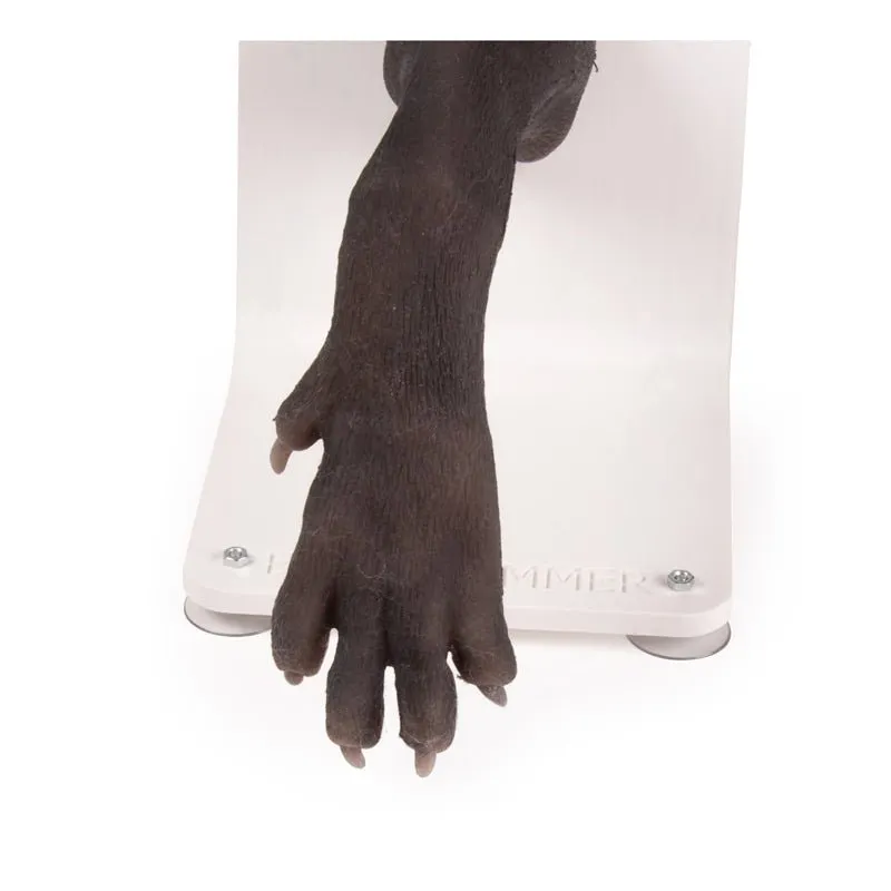 Bandage Trainer Canine Paw