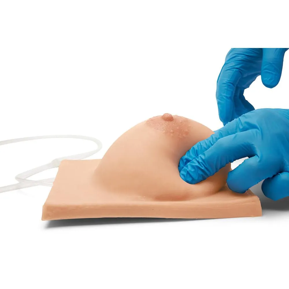 Basic Breast Lactation Model