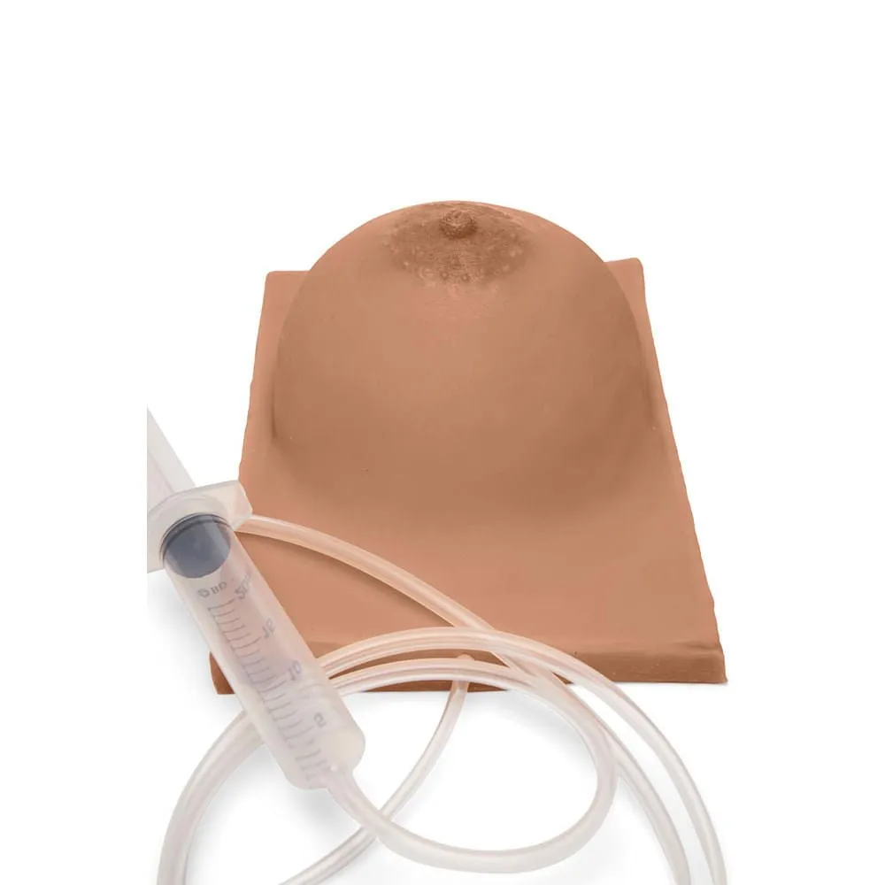 Basic Breast Lactation Model