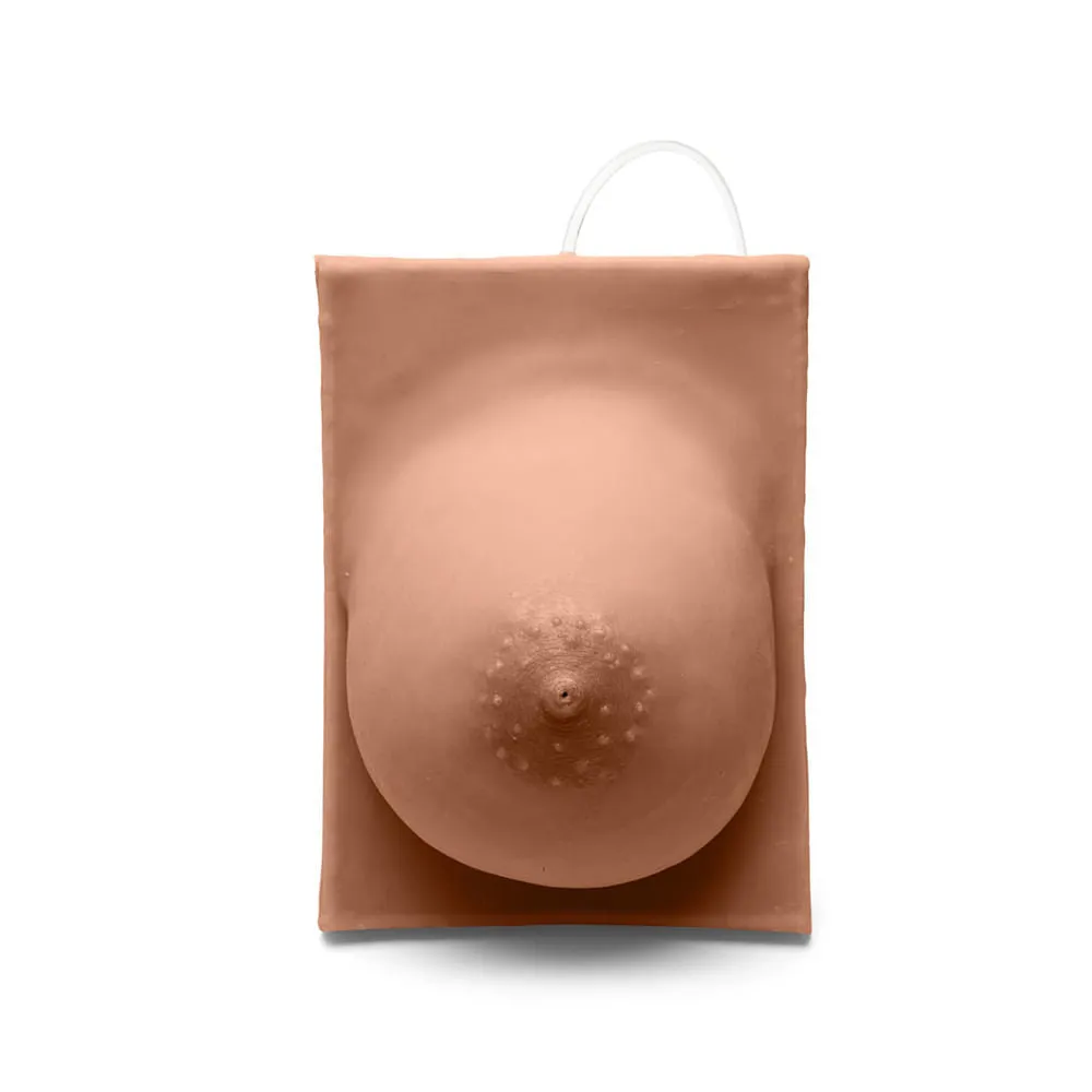 Basic Breast Lactation Model