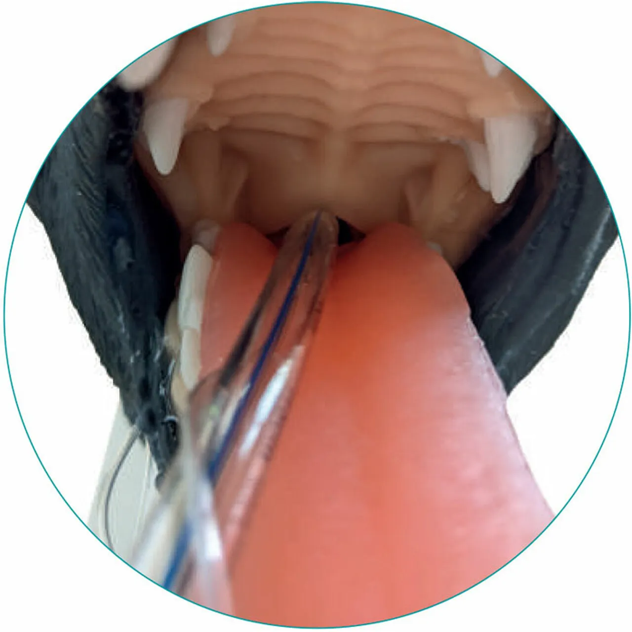 Canine Intubation Head