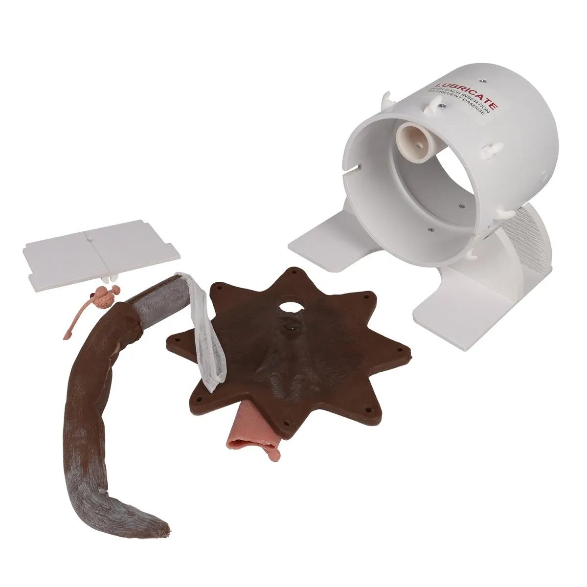 Canine Rectal Exam Task Trainer