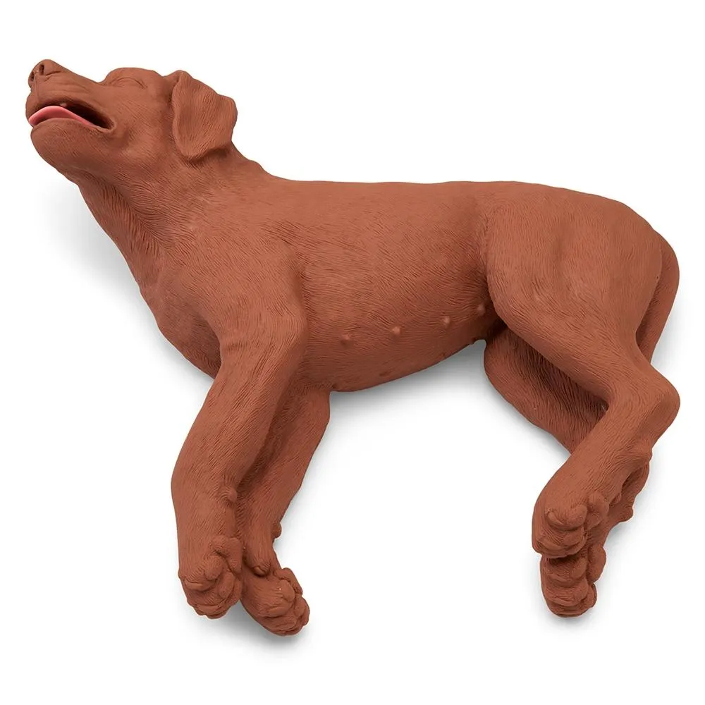 CasPeR The CPR Dog Manikin