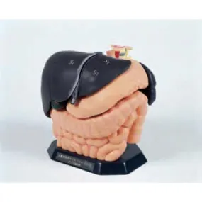 ECHO-ZOU Internal Organ Anatomical Model