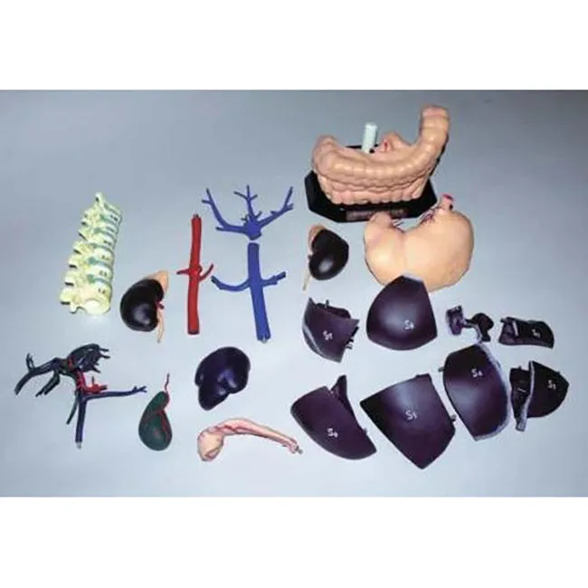 ECHO-ZOU Internal Organ Anatomical Model