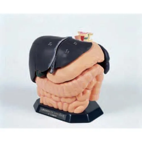 ECHO-ZOU Internal Organ Anatomical Model
