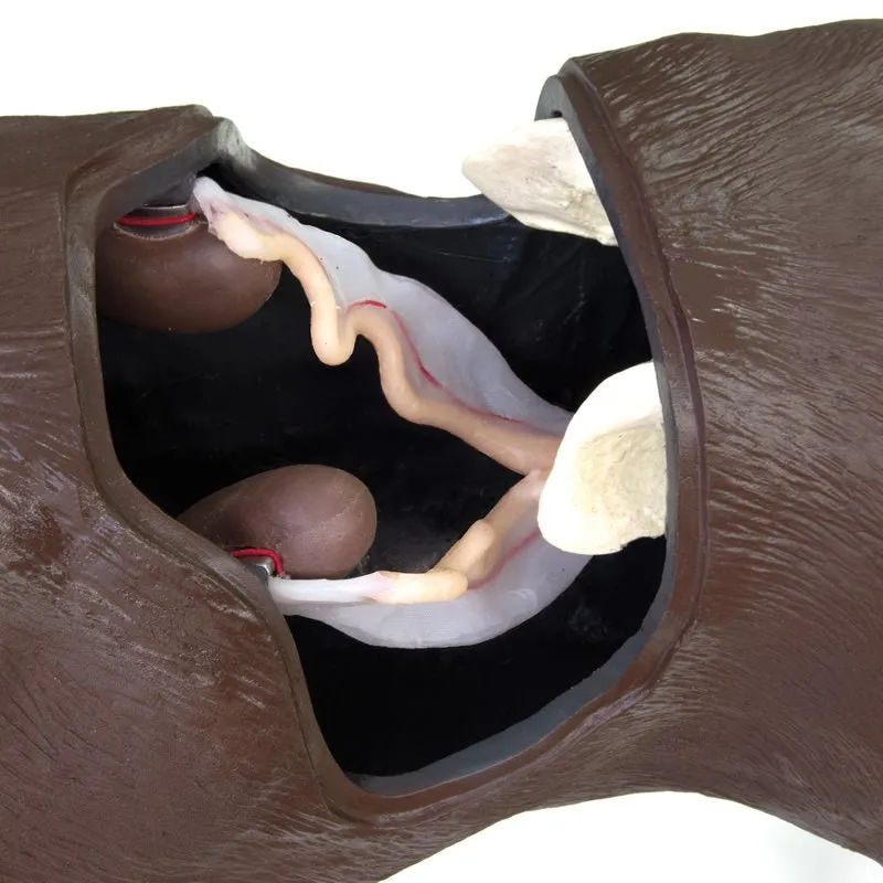 Gynecological Training Dog Gyndog 'Gynnie' Simulator