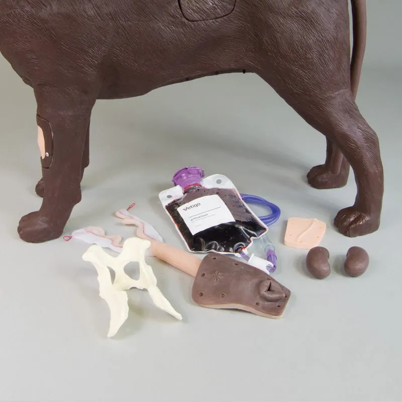 Gynecological Training Dog Gyndog 'Gynnie' Simulator