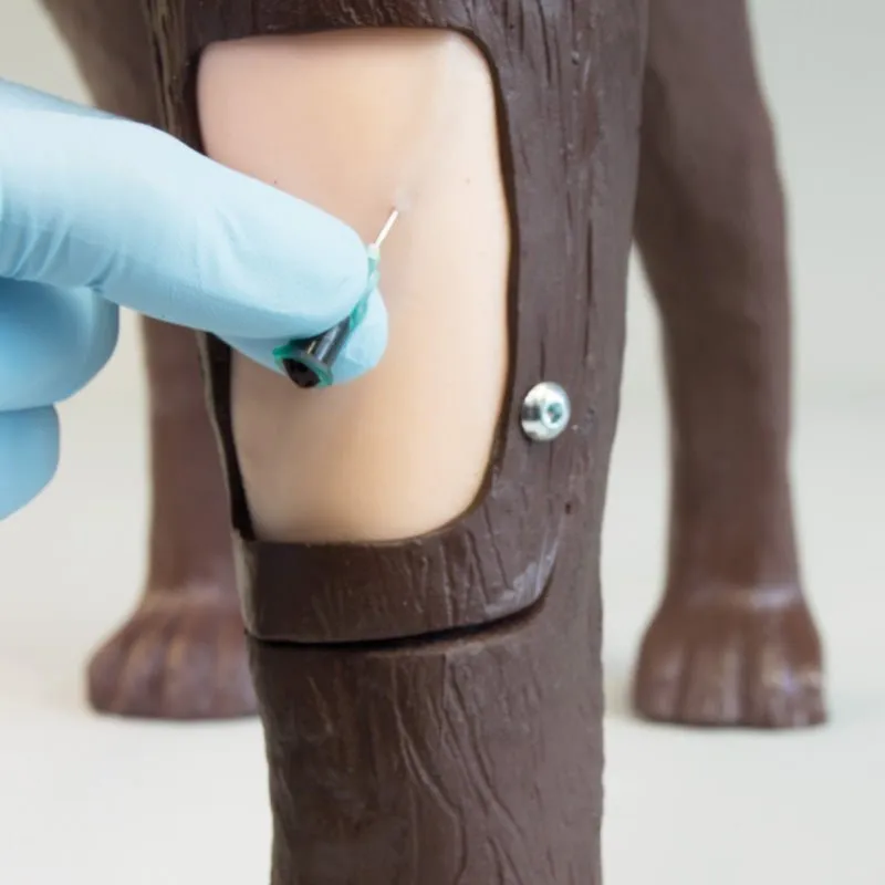 Gynecological Training Dog Gyndog 'Gynnie' Simulator