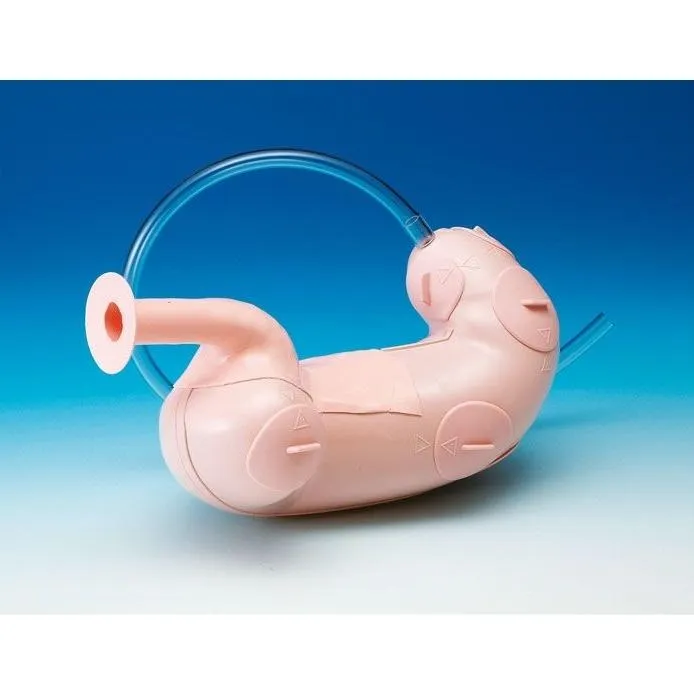 Koken ESD (Endoscopy Submucosal Dissection) Training Model with Case