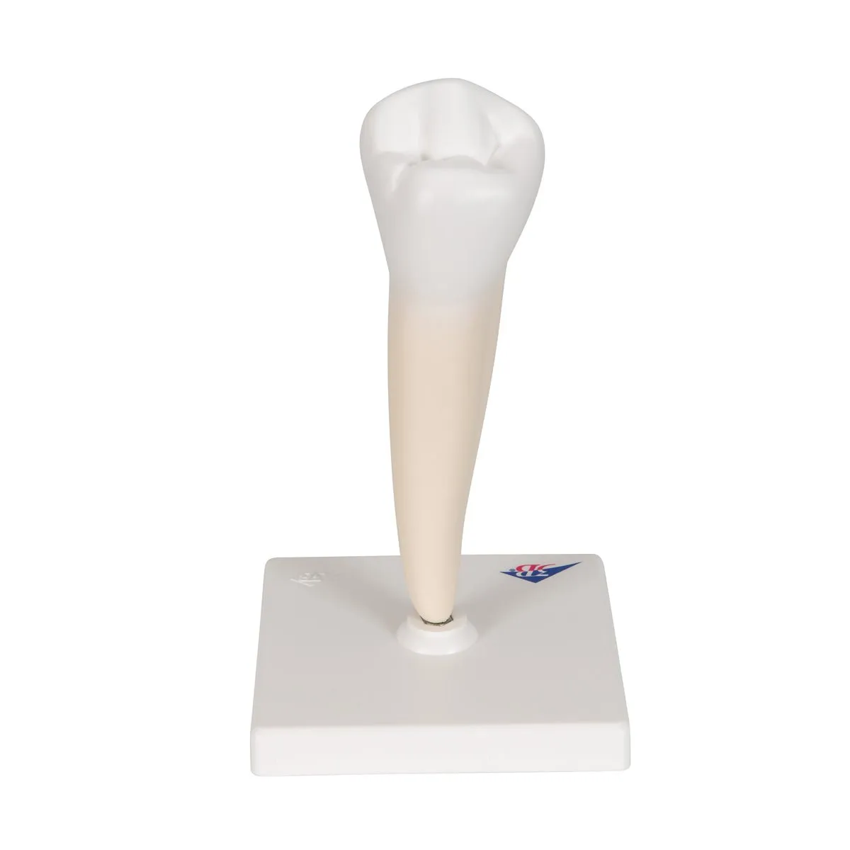 Lower Single-Root Pre-Molar  Model