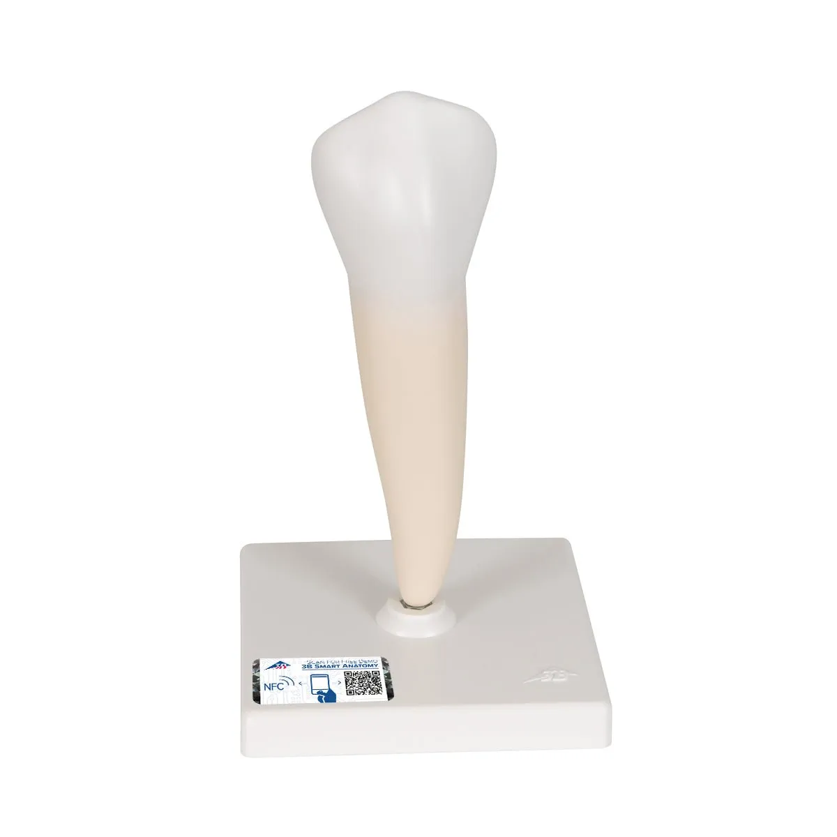 Lower Single-Root Pre-Molar  Model