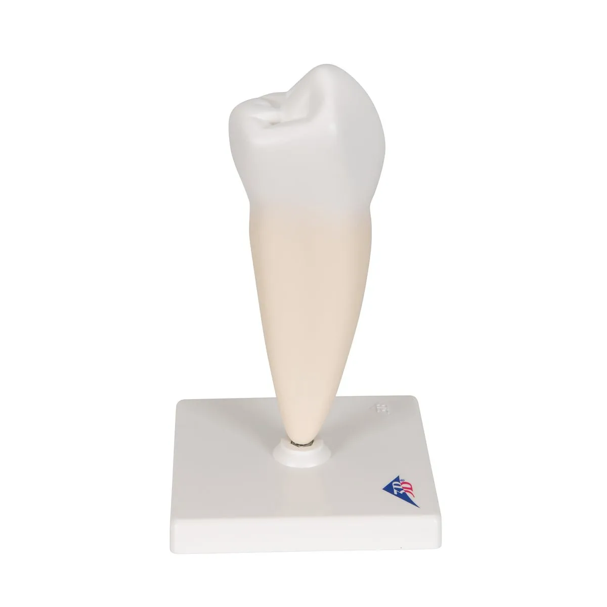 Lower Single-Root Pre-Molar  Model