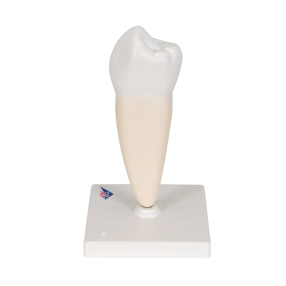Lower Single-Root Pre-Molar  Model