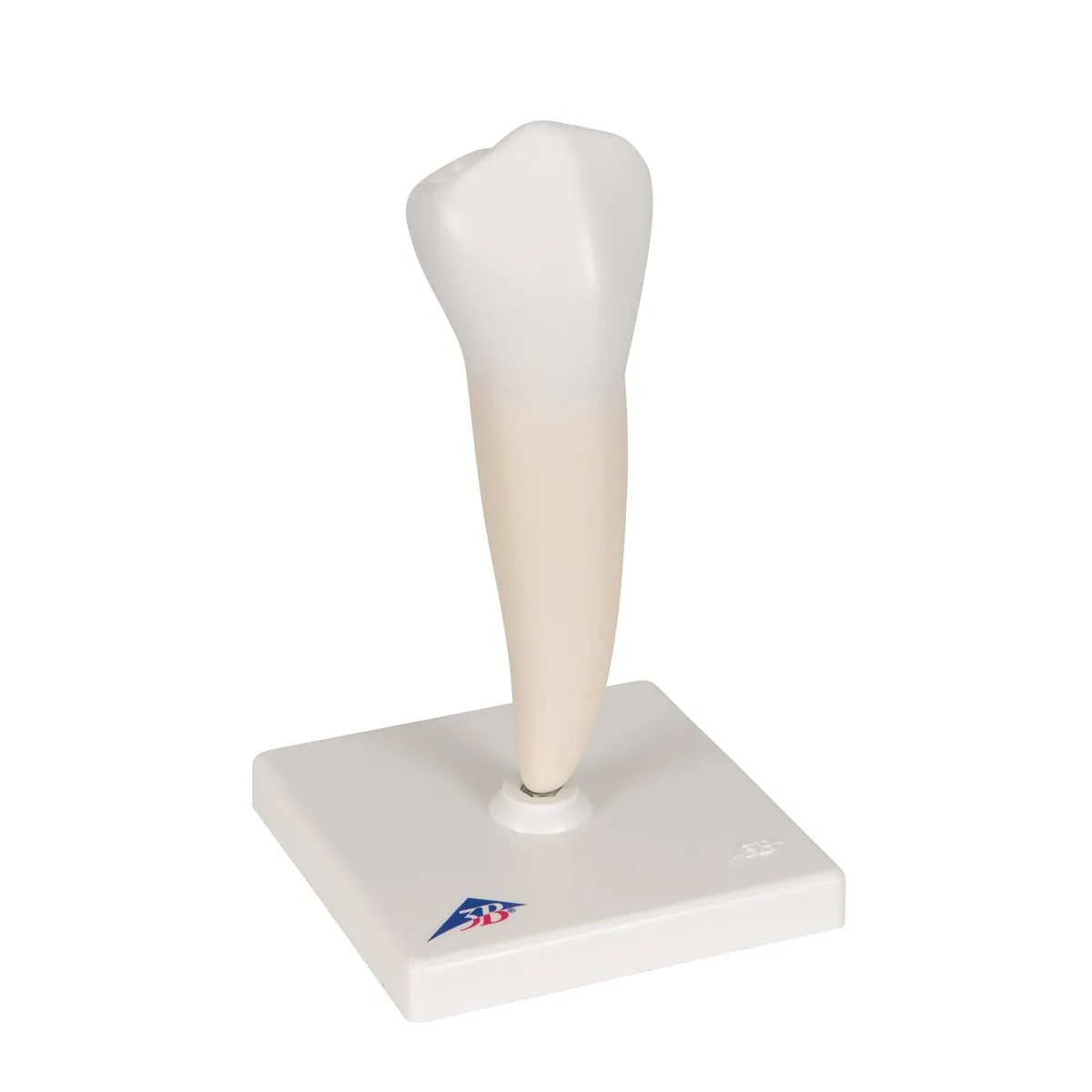 Lower Single-Root Pre-Molar  Model