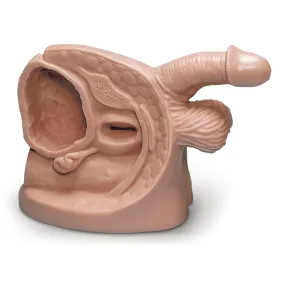 Male Catheter Model