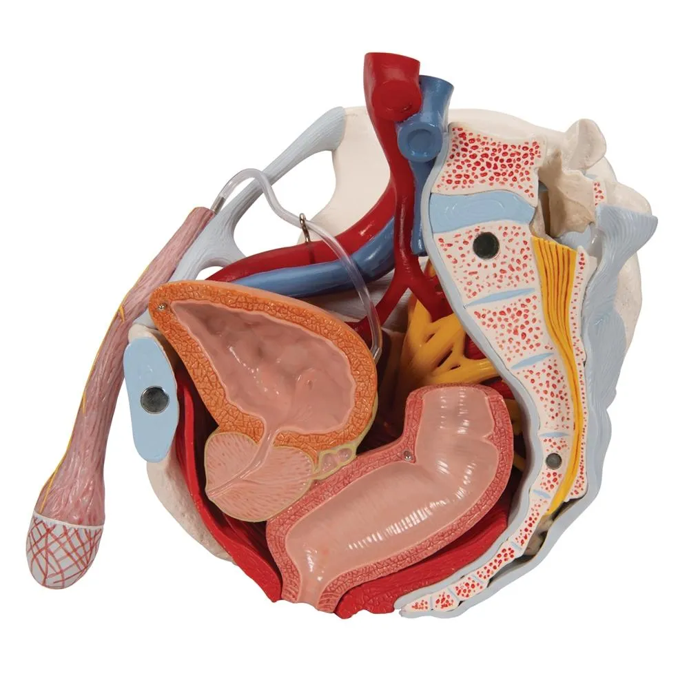 Male pelvis with ligaments, pelvic floor and organs, 7-parts