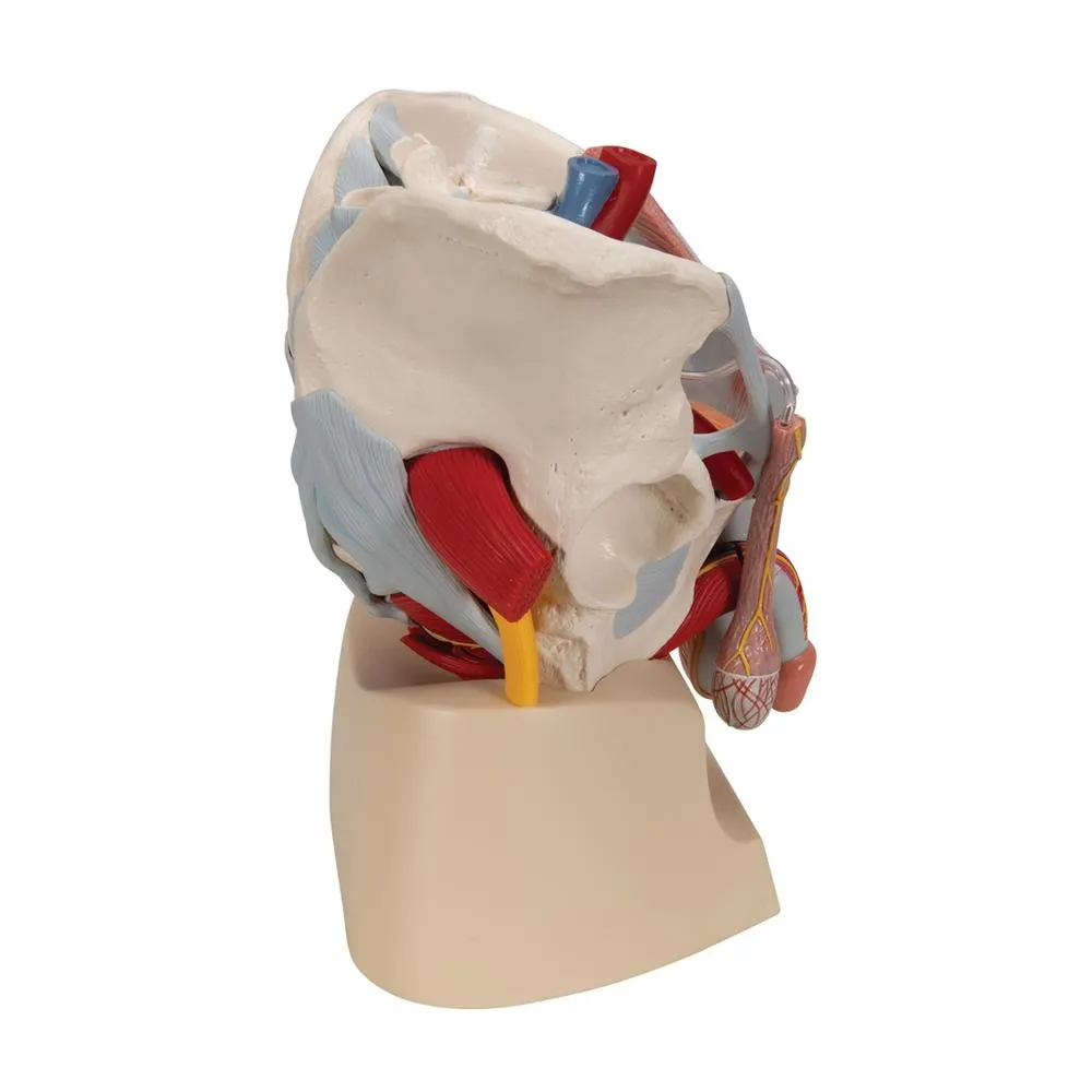 Male pelvis with ligaments, pelvic floor and organs, 7-parts