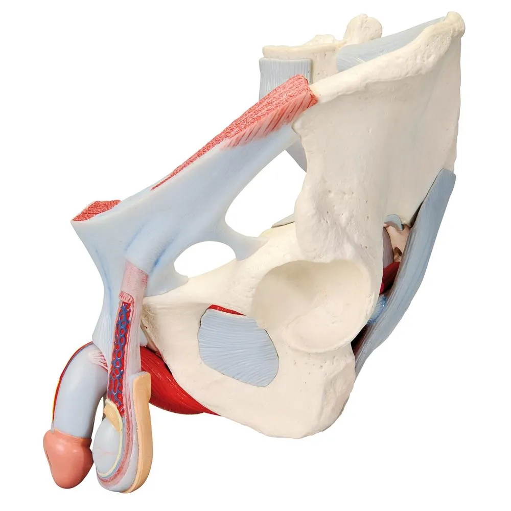 Male pelvis with ligaments, pelvic floor and organs, 7-parts