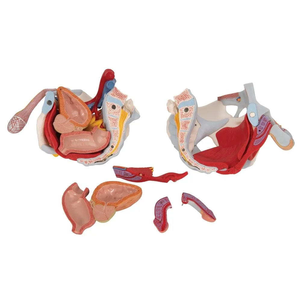 Male pelvis with ligaments, pelvic floor and organs, 7-parts