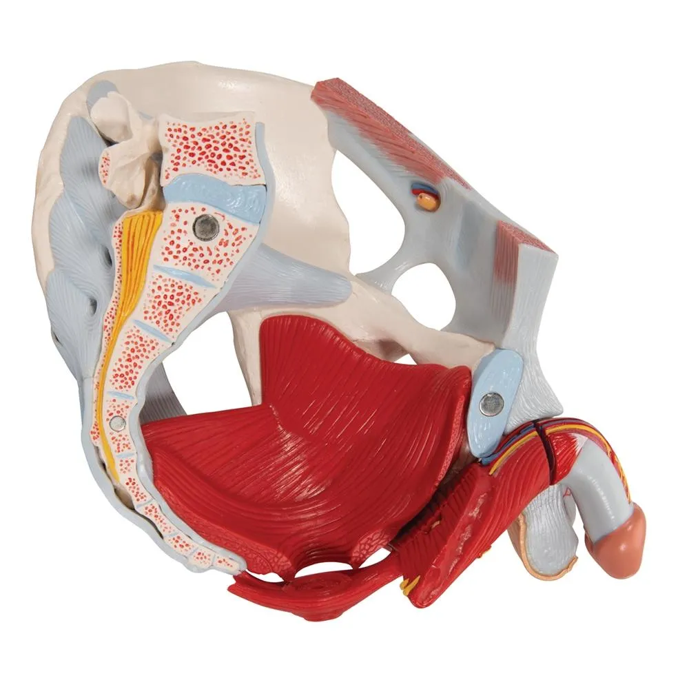 Male pelvis with ligaments, pelvic floor and organs, 7-parts