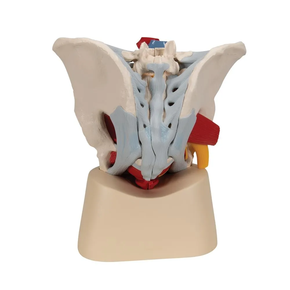 Male pelvis with ligaments, pelvic floor and organs, 7-parts