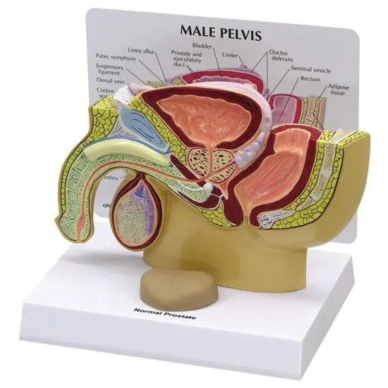Male Pelvis with Prostate Model