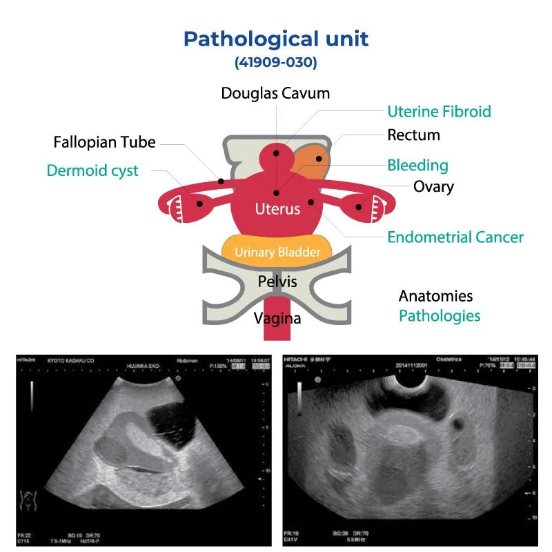 Pathology Unit