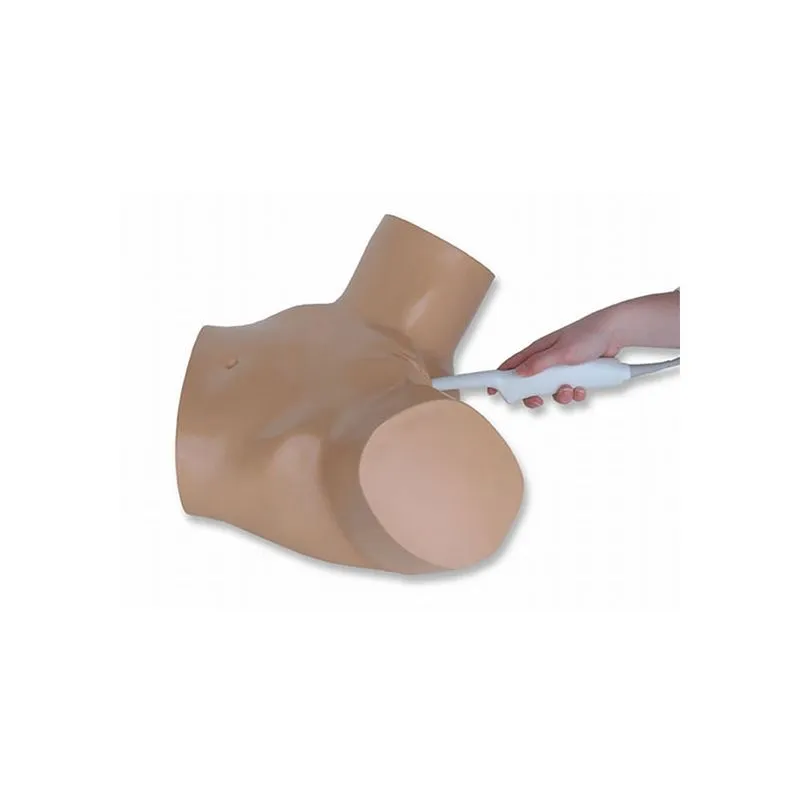 Sonohysterographay & Sonosalpingography Transvaginal Ultrasound Training Model