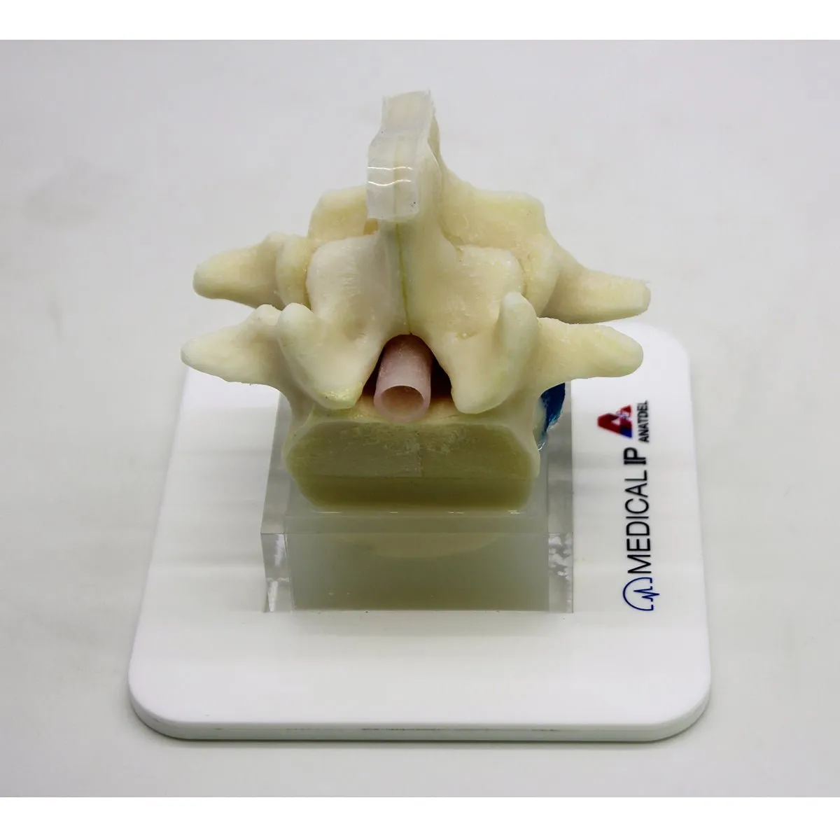 Spine Surgery Simulator For Surgical Training, Basic