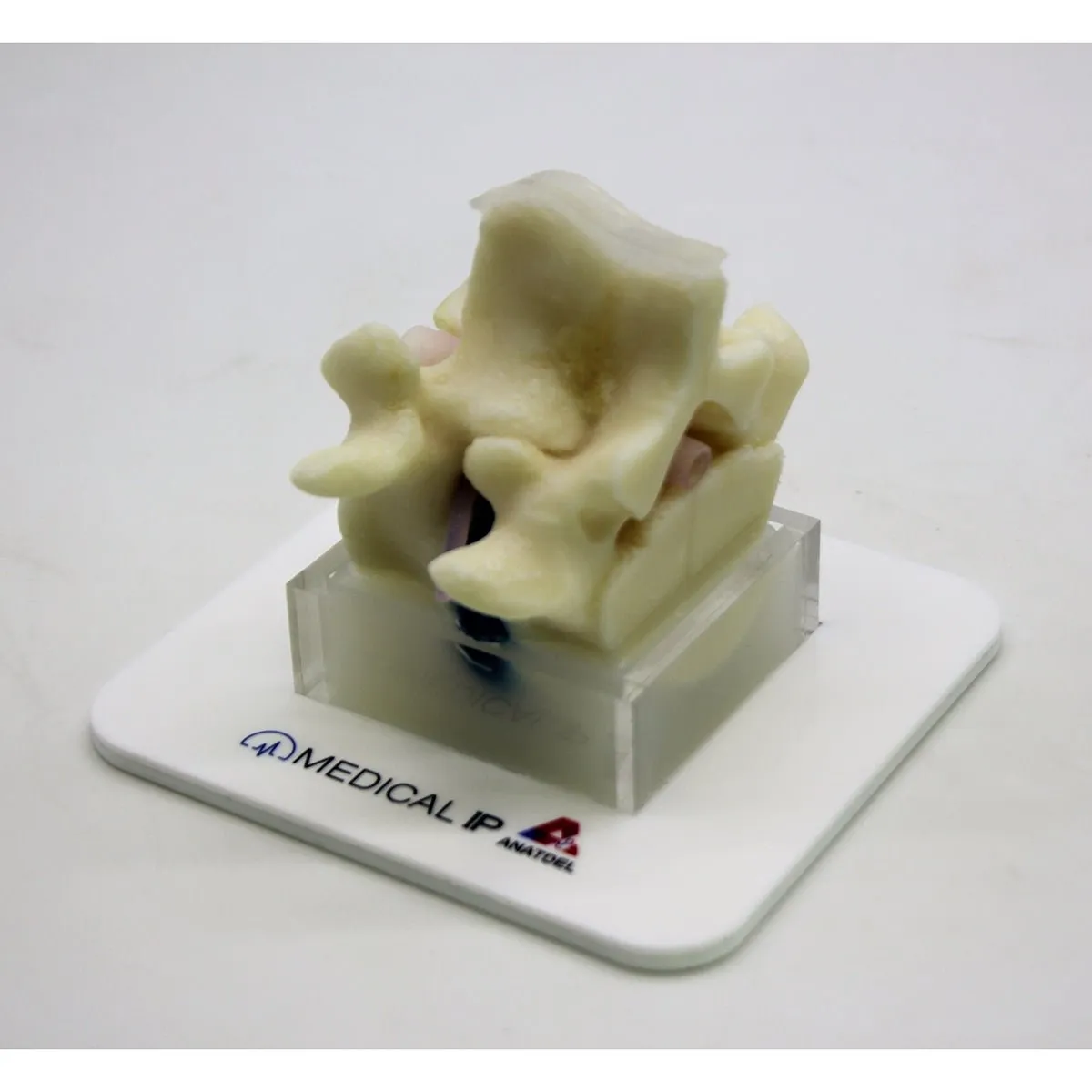 Spine Surgery Simulator For Surgical Training, Basic