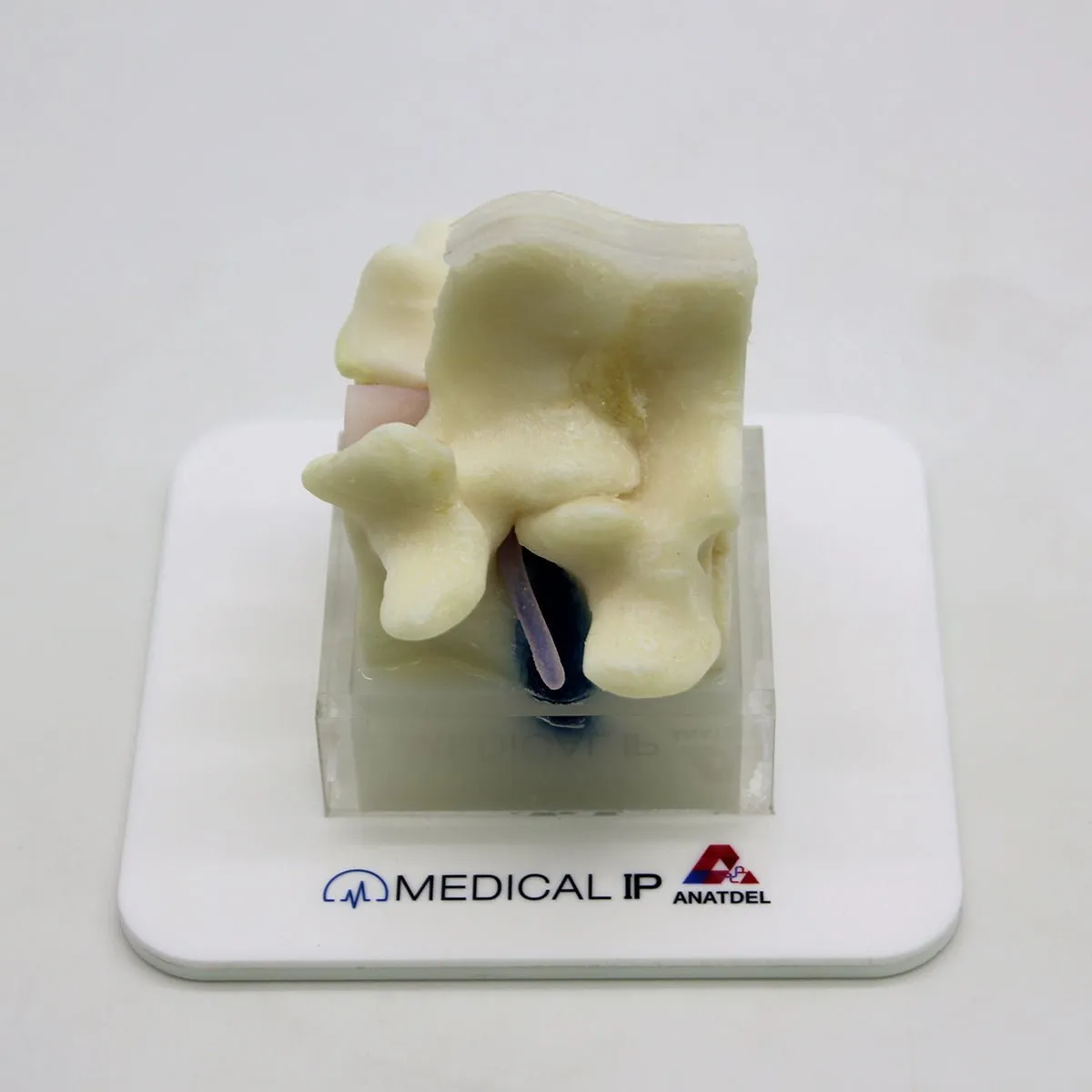 Spine Surgery Simulator For Surgical Training, Basic