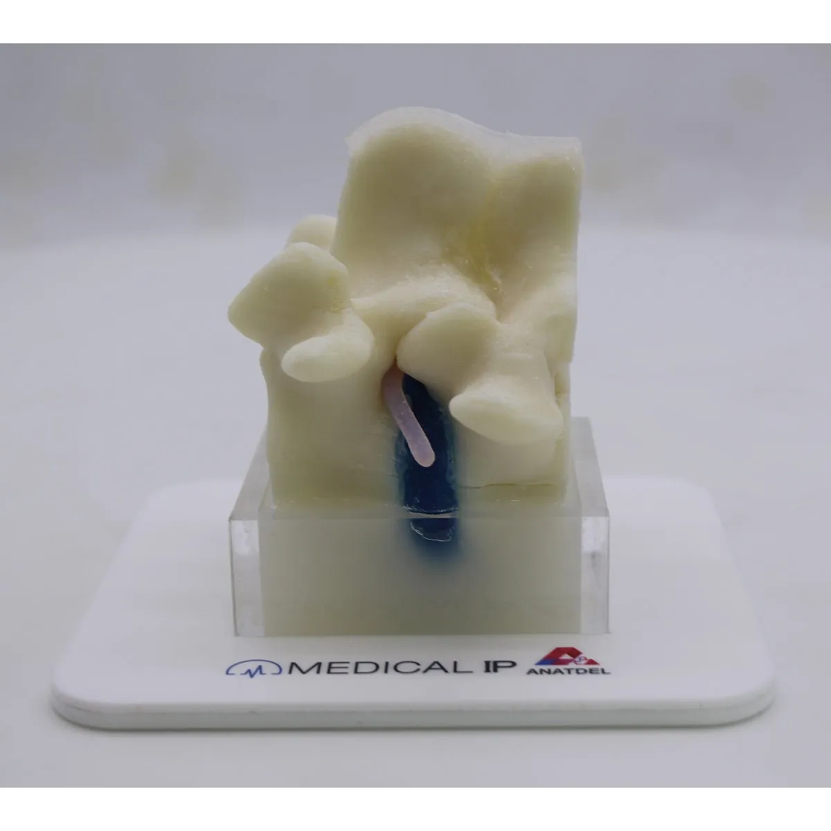 Spine Surgery Simulator For Surgical Training, Basic