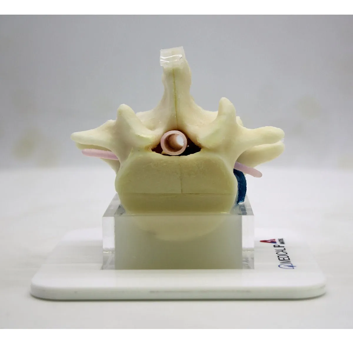 Spine Surgery Simulator For Surgical Training, Basic