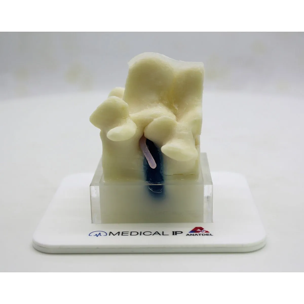 Spine Surgery Simulator For Surgical Training, Basic