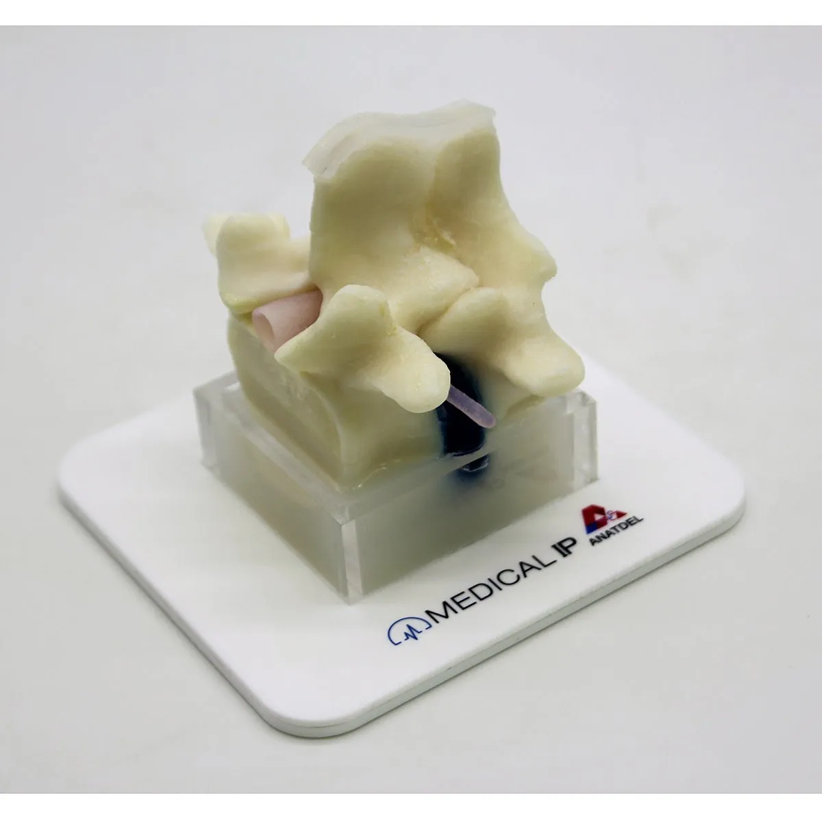 Spine Surgery Simulator For Surgical Training, Basic