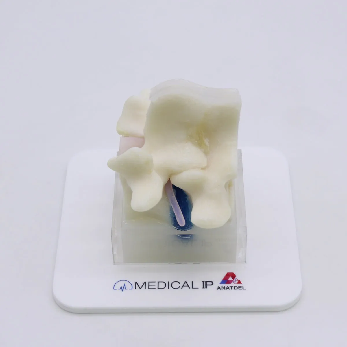 Spine Surgery Simulator For Surgical Training, Basic
