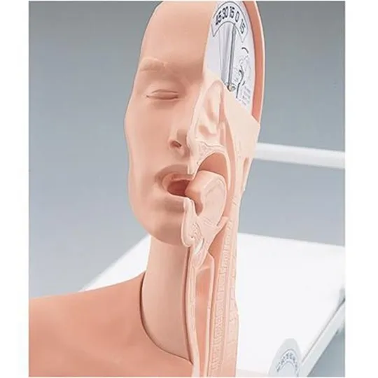 Swallowing Mechanism Model