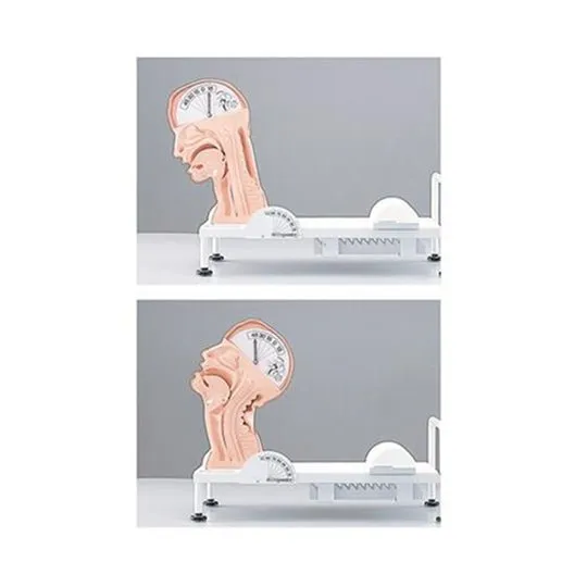 Swallowing Mechanism Model