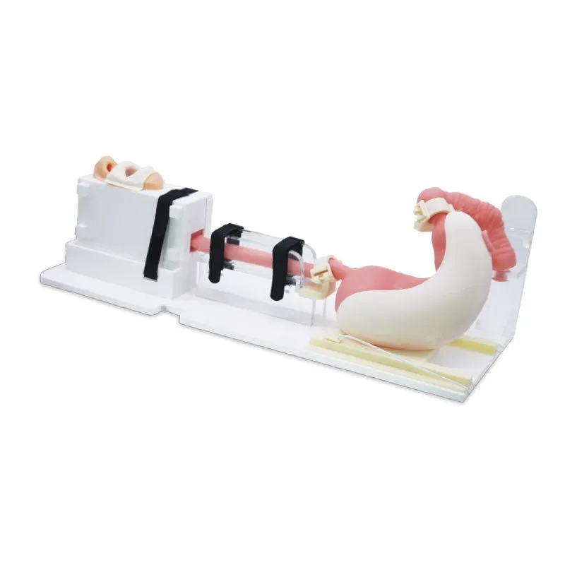 Upper Gastrointestinal Endoscopy Simulator, Basic