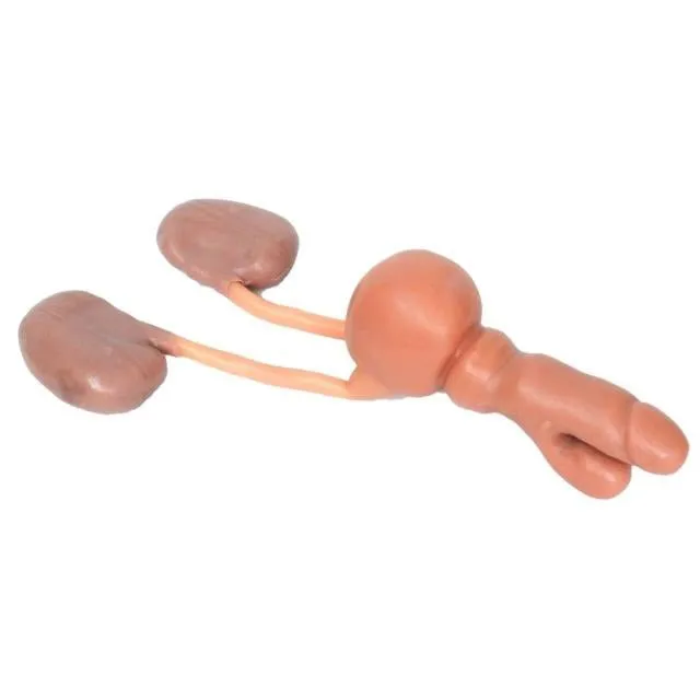Urology Procedures Training Simulator