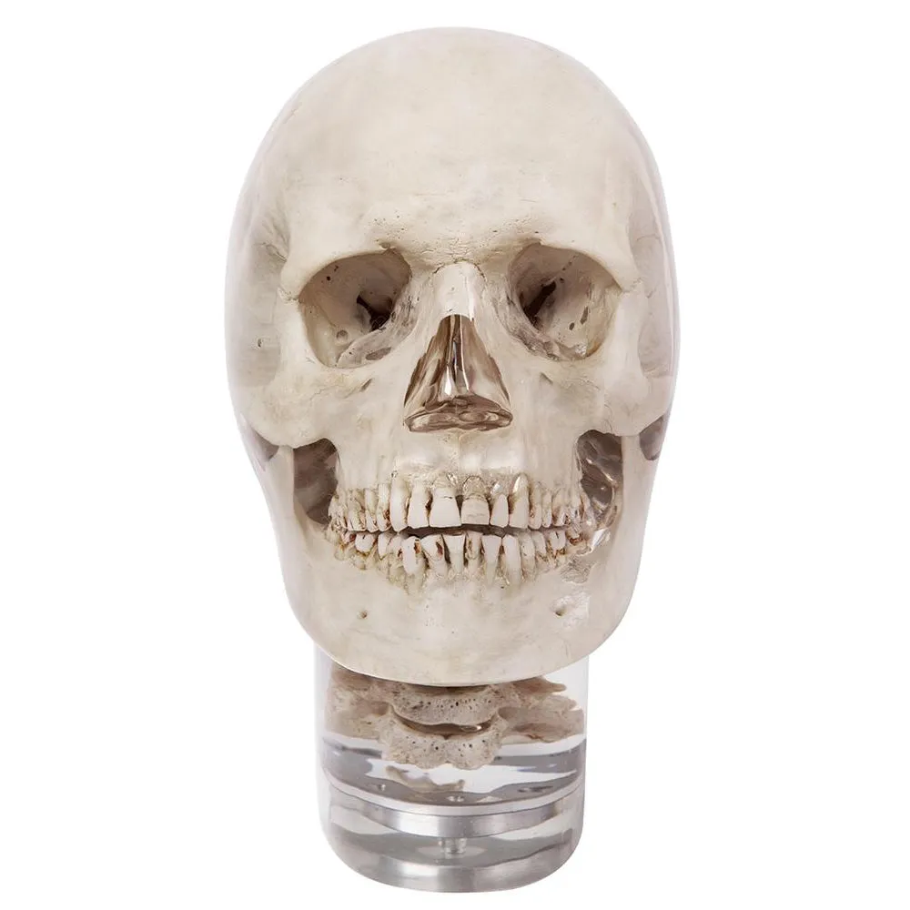 X-Ray Phantom Head With Cervical Vertebrae, Transparent