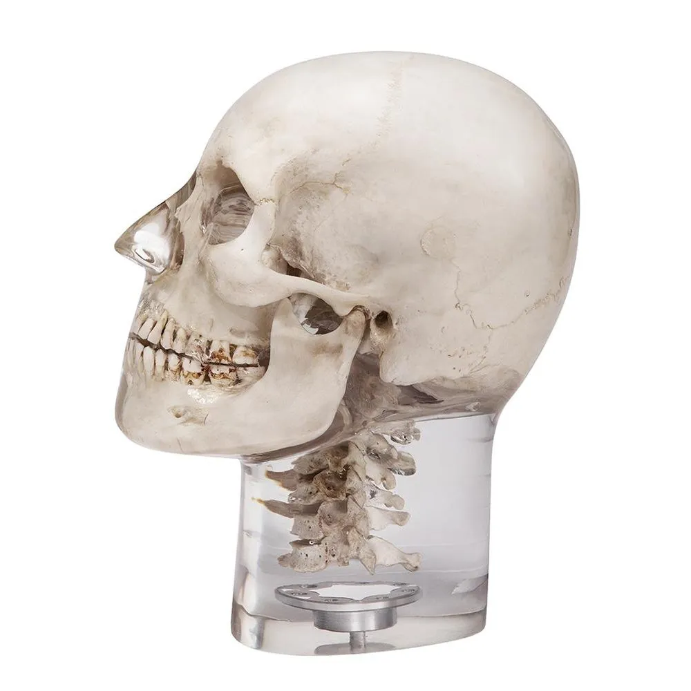 X-Ray Phantom Head With Cervical Vertebrae, Transparent