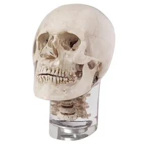 X-Ray Phantom Head With Cervical Vertebrae, Transparent