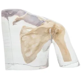 X-Ray Phantom Shoulder, Transparent